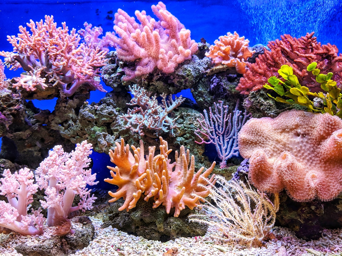 Researchers studying coral reef conservation