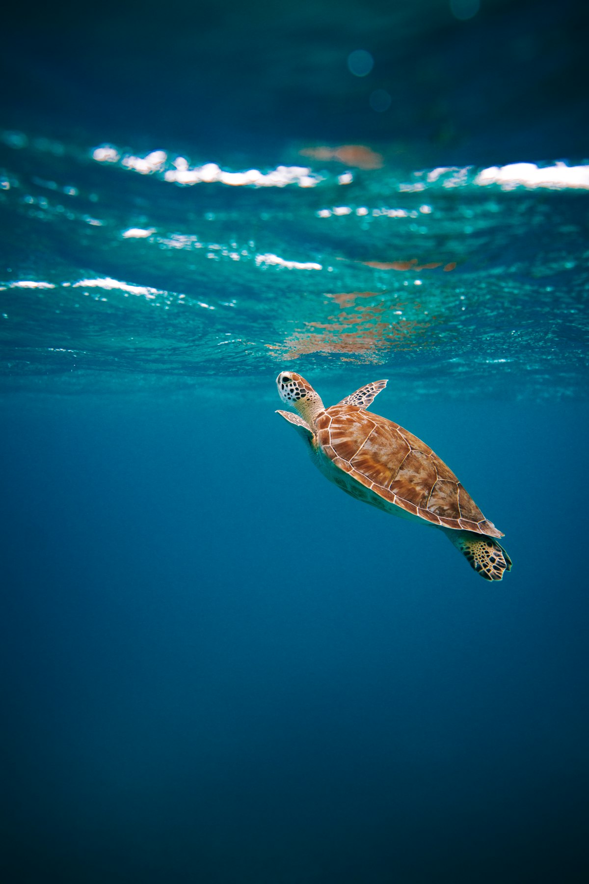 Sea Turtles and Plastic: A Conservation Success Story in Progress